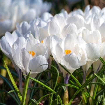 Croco a grandi fiori Jeanne D'Arc