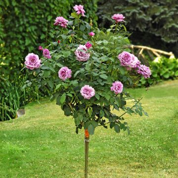 Rosa ad alberello CHARLES DE GAULLE ® Meilanein  - 160/170 cm Grandi Fiori
