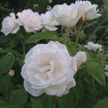 Rosa ad alberello ICEBERG ® Korbin - 120/150 cm Fiori Raggruppati