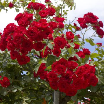 Rosa piangente Scarlet Meillandecor ® Meikrotal