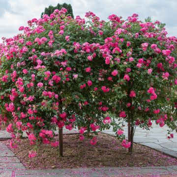 Rosa Piangente MAGIC MEILLANDECOR ® Meibonrib Rosa Piangente MAGIC MEILLANDECOR ® Meibonrib