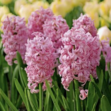 Giacinti da cespuglio Fondante