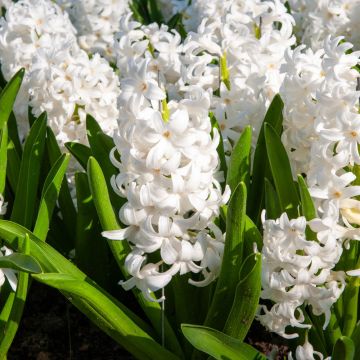Giacinti da cespuglio Carnegie