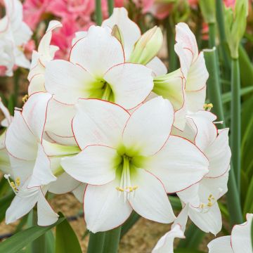 Amaryllis bianco Picotee