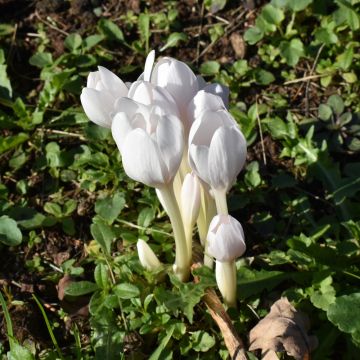 Colchico autunnale bianco Album Colchico autunnale bianco Album