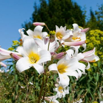 Giglio Regale (Lilium Regale)