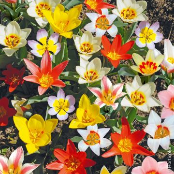 Tulipani Botanici in Mix Miracle