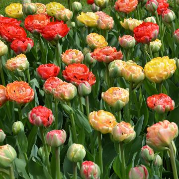 Tulipani doppi tardivi in miscuglio