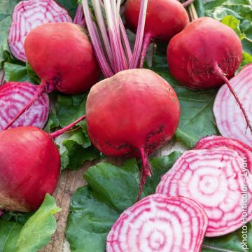 Barbabietola di  Chioggia