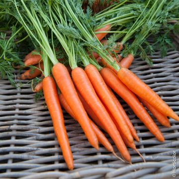 Carota di colmar a cuore rosso
