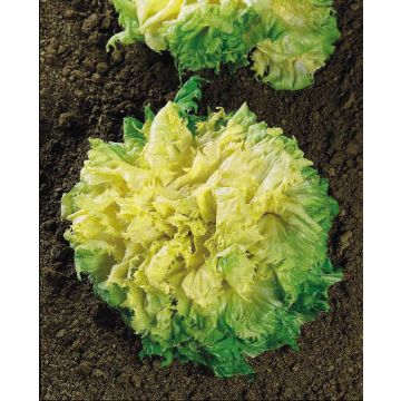 Scarola bionda a cuore pieno BIO