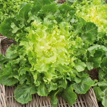 Cicoria scarola verde a cuore pieno