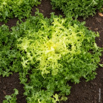 Indivia riccia di Ruffec