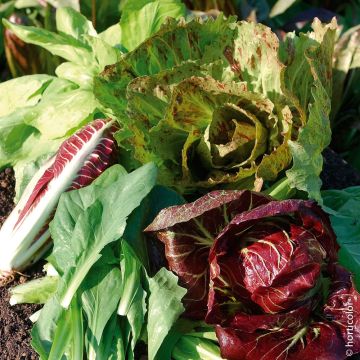 Cicoria a foglie selvagge in mix