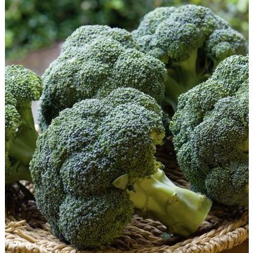 Cavolo broccolo verdia HF1