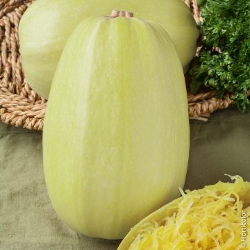 Zucca spaghetti