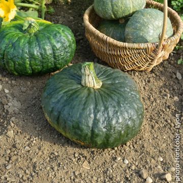 Zucca Marina di Chioggia