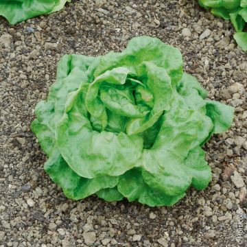 Lattuga a cappuccio del buon giardiniere