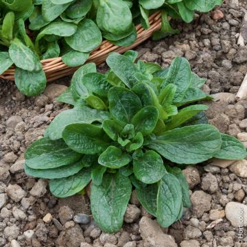 Valeriana Songino Valerianella Locusta  Vit