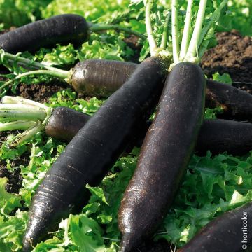 Ravanello nero grande lungo d'inverno