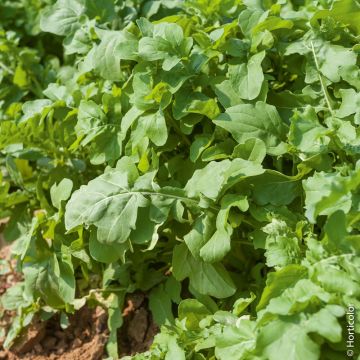 Rucola coltivata