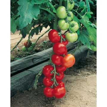 Pomodoro a grappolo pepite HF1