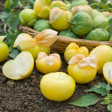 Tomatillo messicano
