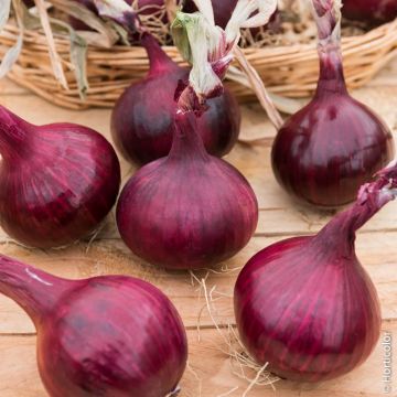 Cipolla Rossa Baron