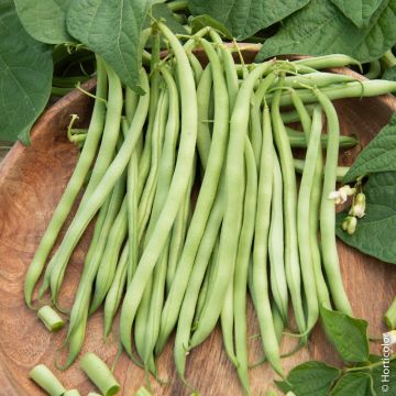 Fagiolini o Fagioli mangiatutto senza filo Argus