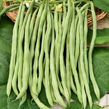 Fagiolini o Fagioli mangiatutto Fortex