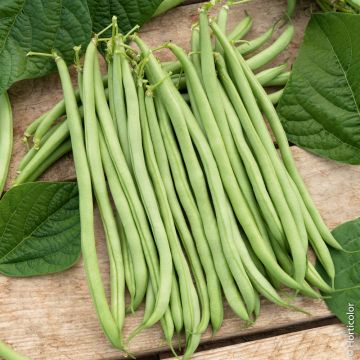 Haricot nain filet sans fil Oxinel 2 BIO