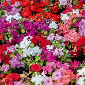 Impatiens hybridas in mix