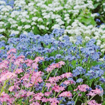 Myosotis delle Alpi in mix - Non ti scordar di me
