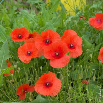 Papavero semplice rosso