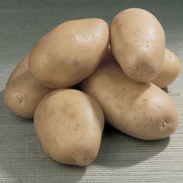 Patata Bintje