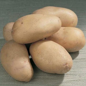 Patata Charlotte