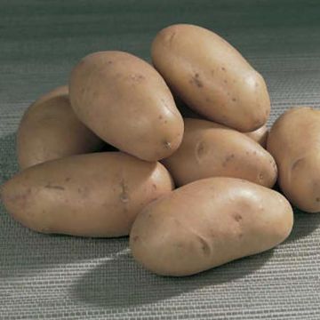 Patata Pompadour