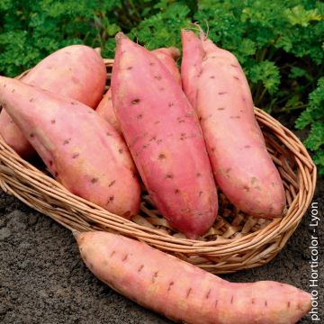Patata dolce