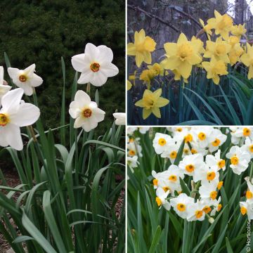 Collezione 27 narcisi