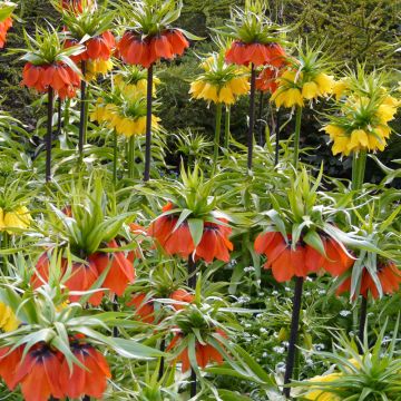 Collezione da 2 Fritillaria - Corona Imperiale Collezione da 2 Fritillaria - Corona Imperiale
