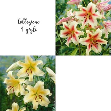 Collezione 4 gigli