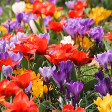 60 bulbi Ambiance Crocus e tulipani