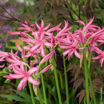 Nerine Bowdenii