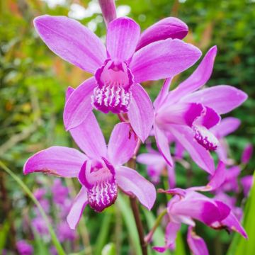 Orchidea giapponese, Bletilla striata