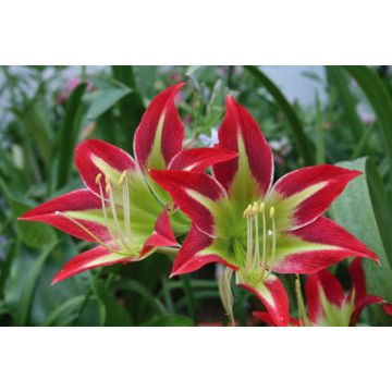 HIPPEASTRUM KIARA HIPPEASTRUM KIARA