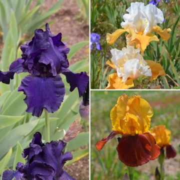 Collection de 3 variétés d’Iris germanica Collection de 3 variétés d’Iris germanica