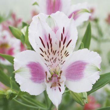 Alstroemeria Giglio del Perù Fougeré
