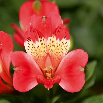 Alstroemeria Giglio del Perù Stella