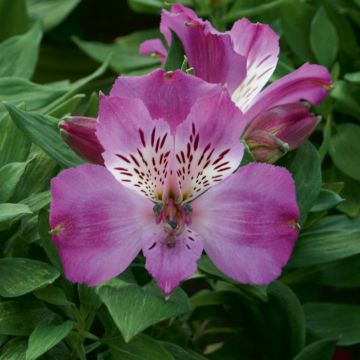 Alstroemeria Giglio del Perù Lucas