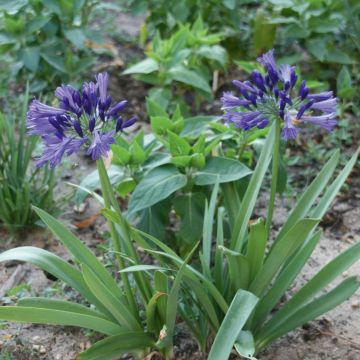 Agapanto nano Vallée Bleue